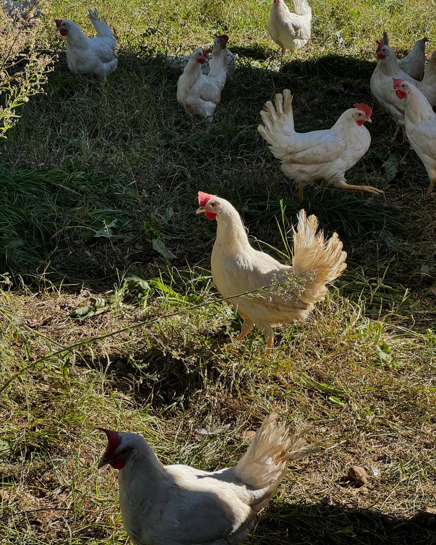 Galline livornesi
