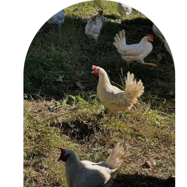 azienda agricola uova